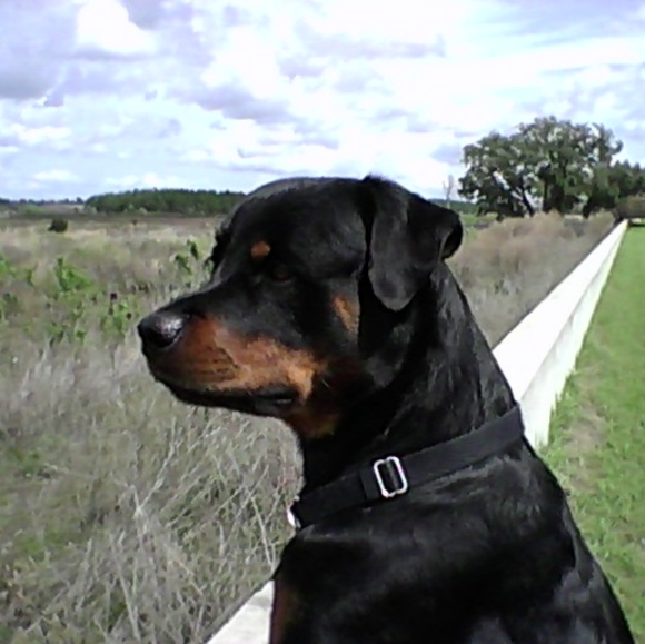 Not for sale - Picture 7 of 12